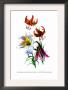 Lilium Myhiophyllum: L. Sutchuenense by H.G. Moon Limited Edition Pricing Art Print