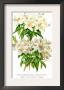Rhododendron Augustinii And Its White Form by H.G. Moon Limited Edition Print