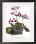 Primula Megasaefolia by H.G. Moon Limited Edition Pricing Art Print