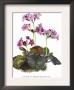 Primula Megasaefolia by H.G. Moon Limited Edition Print