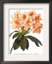 Rhododendron Smithii Aurea by H.G. Moon Limited Edition Pricing Art Print