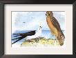 Swallow-Tailed Kite And Marsh Hawk by Theodore Jasper Limited Edition Print