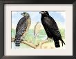 Red Shouldered Hawk by Theodore Jasper Limited Edition Print