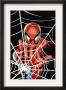 Amazing Spider-Man Family #1 Cover: Spider-Man by Adi Granov Limited Edition Pricing Art Print