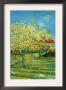 Orchard With Cypress by Vincent Van Gogh Limited Edition Print