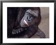 Lowland Gorilla (Captive) by Lynn M. Stone Limited Edition Pricing Art Print