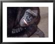 Lowland Gorilla (Captive) by Lynn M. Stone Limited Edition Print