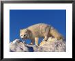 Arctic Fox, Alopex Lagopus by Robert Franz Limited Edition Pricing Art Print