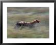 Cheetah Hunting, Acinonyx Jubatas, Tanzania by Robert Franz Limited Edition Print