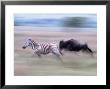 Burchell's Zebra Running, Tanzania by Robert Franz Limited Edition Print