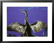 Anhinga Drying Wings by Timothy O'keefe Limited Edition Print