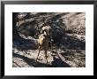 Impala Buck (Aepyceros Melampus) Along Mara River by Ralph Reinhold Limited Edition Print