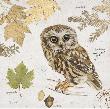 Northern Owl by Chad Barrett Limited Edition Print