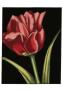 Vibrant Tulips Iv by Ethan Harper Limited Edition Print