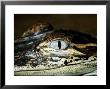 American Alligator, Alligato Mississippiensis by Larry F. Jernigan Limited Edition Print