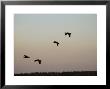 Birds Flying, Lake Scenes by Keith Levit Limited Edition Print