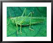 Great Green Bush-Cricket (Tettigonia Viridissima) On Leaf by Philippe Bonduel Limited Edition Print
