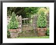Small Wooden Gate In Stone Wall, With Cone Buxus (Box) Topiary In Containers by Mark Bolton Limited Edition Print