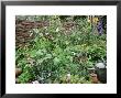 Woven Screen At Back Of Traditional Cottage Style Border Bob Purnell's Garden by Mark Bolton Limited Edition Print