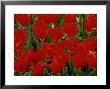 Tulipa Pieter De Leur (Tulip), Close-Up Of Bright Red Flowers by Mark Bolton Limited Edition Print