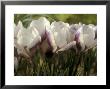 Crocus Chrysanthus (Prins Claus) by Chris Burrows Limited Edition Pricing Art Print