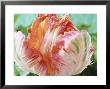 Parrot Tulip by Chris Burrows Limited Edition Print