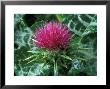 Silybum Marianum by Chris Burrows Limited Edition Pricing Art Print