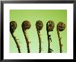 Fern Bud Unfolding Against Green Background by Rex Butcher Limited Edition Print