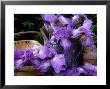 Still Life Of Bearded Iris Blue Shimmer In Weathered Metal Watering Can And Wooden Garden Trug by James Guilliam Limited Edition Print