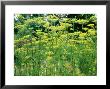 Dill (Anethum Graveolens) by Jacqui Hurst Limited Edition Print