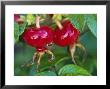 Rosa Rugosa Hips September by Lynn Keddie Limited Edition Pricing Art Print