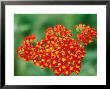 Achillea Walther Funcke, Close-Up Of Red Flower Head by Lynn Keddie Limited Edition Print
