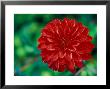 Dahlia Murdoch Close-Up Of Red Flower Head by Lynn Keddie Limited Edition Print