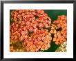 Achillea Old Brocade Close-Up Of Red Flower Head by Lynn Keddie Limited Edition Print