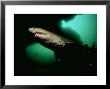 Ragged Tooth Shark, South Africa by Tobias Bernhard Limited Edition Print