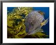 Wrasse, With Kelp, New Zealand by Tobias Bernhard Limited Edition Print