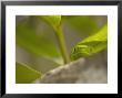 Green Gecko, New Zealand by Tobias Bernhard Limited Edition Print