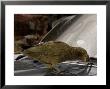 Kea, Picking Rubber Seal On Car, New Zealand by Tobias Bernhard Limited Edition Print