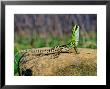 Italian Wall Lizard, Adult Male In Defensive Posture, Croatia by Emanuele Biggi Limited Edition Print