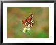 Gulf Fritillary, Feeding, Usa by David Boag Limited Edition Pricing Art Print