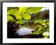 Butterbur, And Lake, Summer by David Boag Limited Edition Pricing Art Print