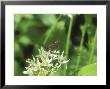 Mayfly, Resting On Ramsons by David Boag Limited Edition Print