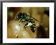 Africanised Honey Bee, Collecting Resin, Panama by John Brown Limited Edition Print