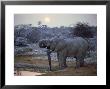 African Elephant, Namibia by Olaf Broders Limited Edition Print