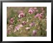 Grey Cistus, Corsica, France by Olaf Broders Limited Edition Print