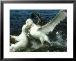 Wandering Albatross, Adult Birds Fighting, New Zealand by Robin Bush Limited Edition Print