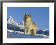 Grey Wolf, Canis Lupus Winter Canada by Alan And Sandy Carey Limited Edition Print