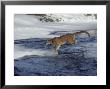 Mountain Lion, Leaping Stream In Winter, Usa by Alan And Sandy Carey Limited Edition Print