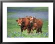 Cows (Mixed Breeds) by Alan And Sandy Carey Limited Edition Print