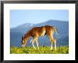 Quarter Horsecolt In Summer Flowersmontana by Alan And Sandy Carey Limited Edition Print